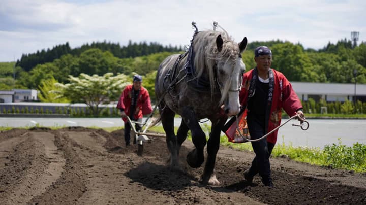 馬耕をしていた頃の青森の暮らし再現へ「馬のたい肥化」開始　青森屋