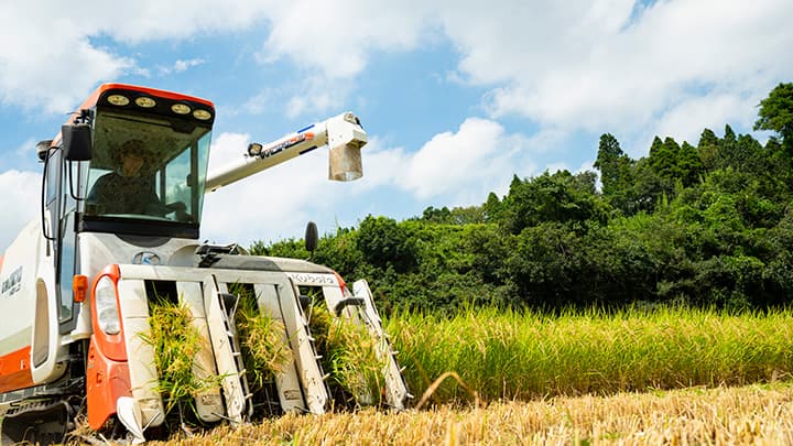 「多古米」をおいしく育てる　草取りのお手伝い参加者募集　ちば食べる通信