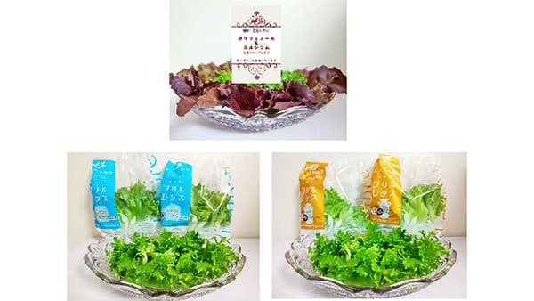 カルシウム＆ポリフェノールを補給「無農薬水耕栽培レタス」新発売　AML