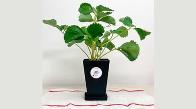 いちごの卒業苗を無料配布　いちごスイーツ専門店「ICHIBIKO」