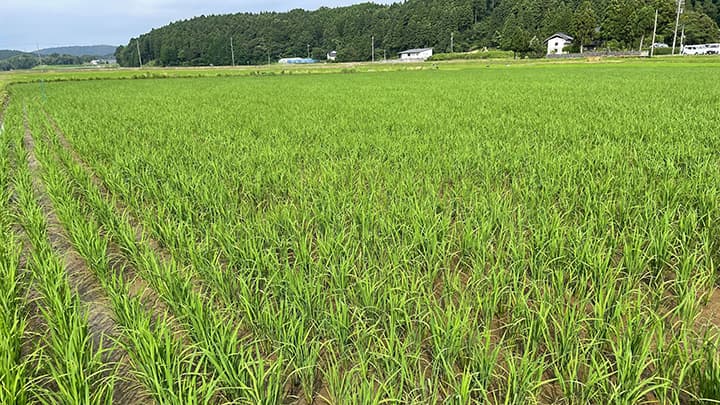 石川県開発の幻の酒米「石川酒30号」再生プロジェクト」始動　 KURAND