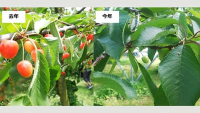 山形県上山市の凍霜被害さくらんぼ農家を支援「きふと、」活用開始　ふるさとチョイス