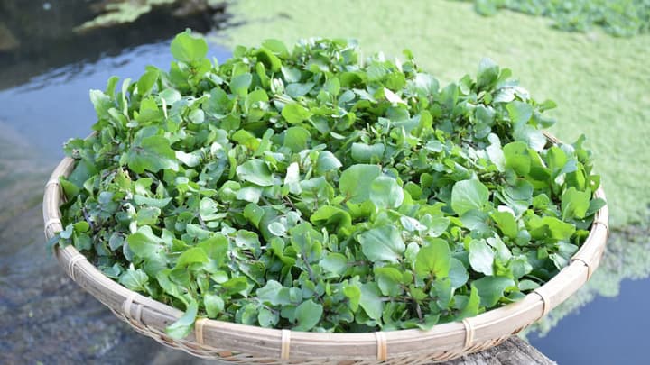 沖縄でクレソンの安定供給めざすCF開始　設備投資へ支援募集　クガニ