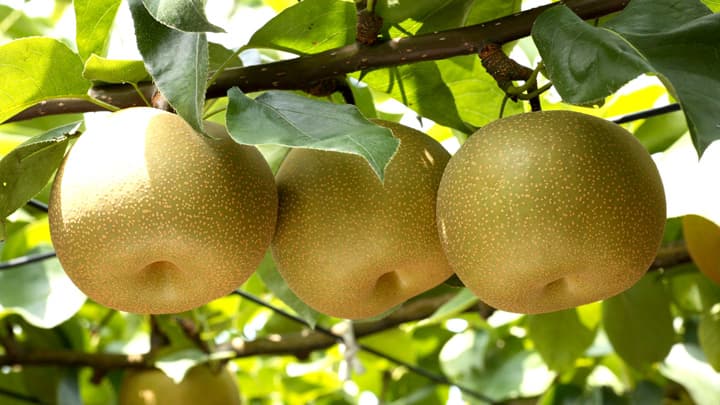 宇都宮市を代表するブランド農産物「幸水」初出荷　ＪＡうつのみや