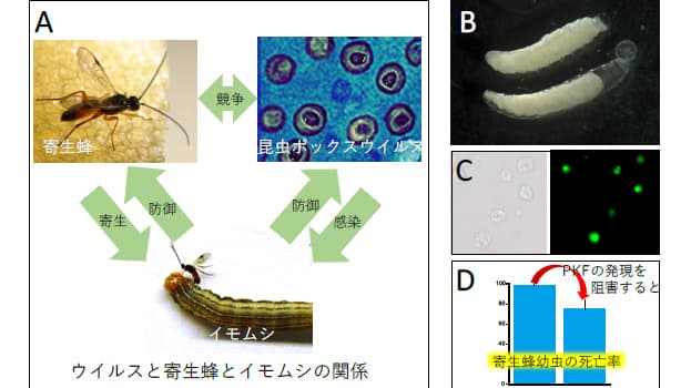 ウイルスと寄生蜂とイモムシ　3者の相互作用による蜂殺し遺伝子を発見
