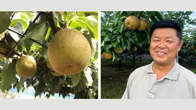 千葉を代表する「まつどの梨」直売＆梨もぎ開始　松戸市