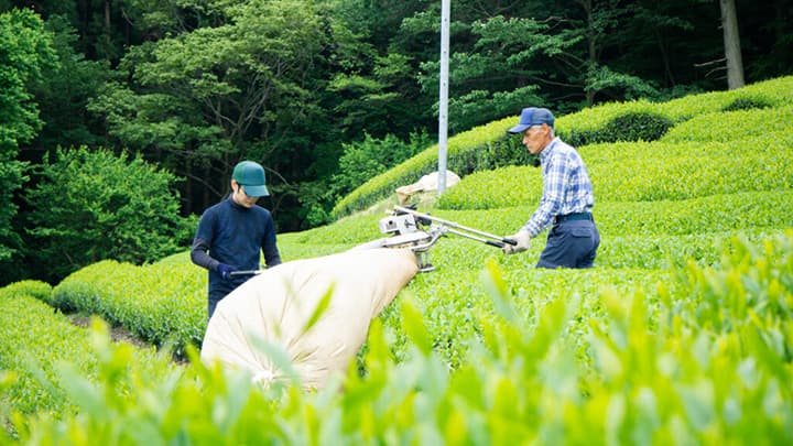 狭山茶の取り扱い開始　生産者をサポートする直送通販サイト「鮮菜」