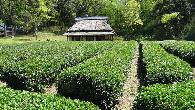 ぎふ清流里山公園の茶畑で採れた茶葉で作った「ぎふ和紅茶」販売開始