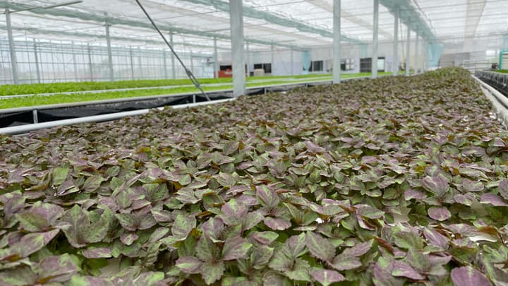 熊谷市で「夏に強い」大型水耕栽培プラント稼働　グリングリン