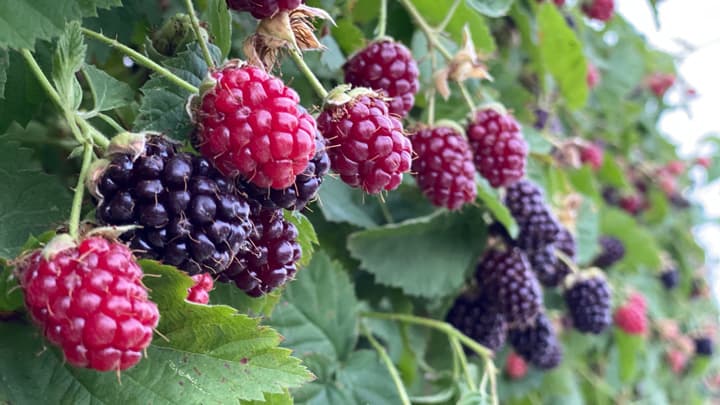 幻の果実「アドベリー」食べチョクで販売開始　はなつむぎベリーファーム