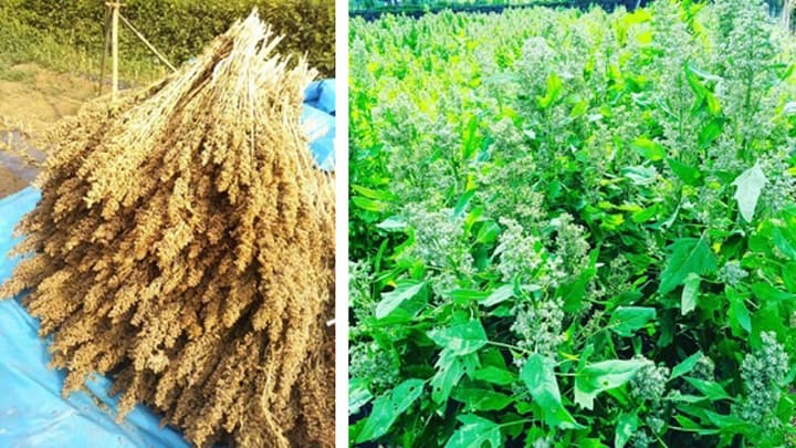 「国産キヌア」の収穫・脱穀体験会　山梨県大月市で実施　デマンド・アンド・ケア