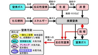 日本の窒素収支を解明　2000～2015年で世界平均の2倍　農研機構