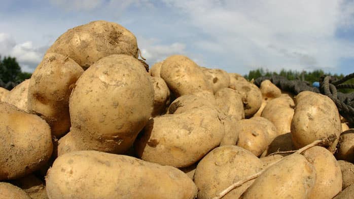 北海道厚沢部町の「メークイン」味わう「ふるさと食体験」開催　キッチハイク