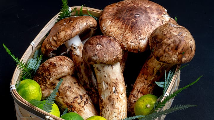 今年は時季早め「丹波・摂津の松茸」予約受付開始　うまいもんドットコム