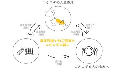国産食用コオロギ使用　冷凍パンとレトルトカレー登場　グリラス