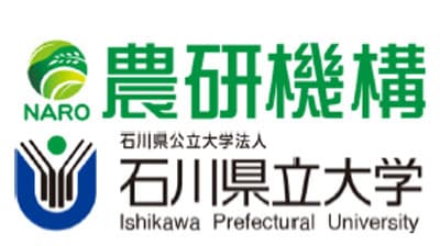 ジャガイモ・サツマイモの品種開発を効率化　DNAマーカー迅速作製法を開発