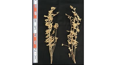 青臭み・えぐ味少ない、温暖地向け豆乳用大豆品種「すみさやか」育成　農研機構