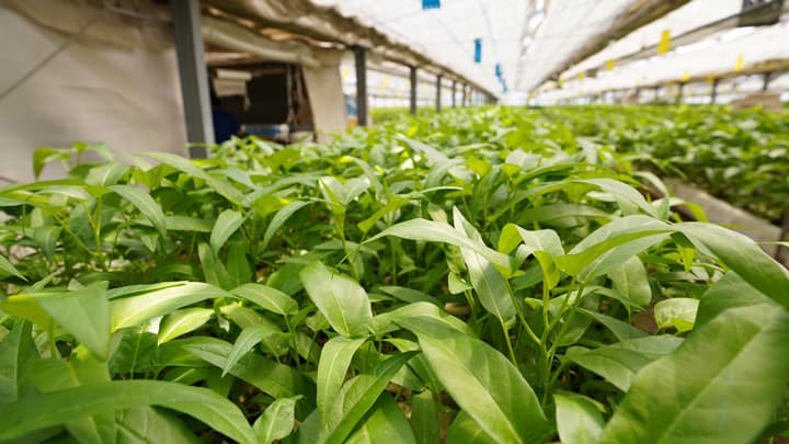 「京のくうしん菜」の販路拡大　ネットショップを開設　Kawau Farms