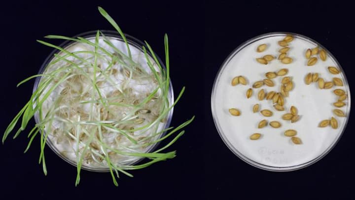 ゲノム編集でオオムギの種子休眠の長さ調節に成功　岡山大学