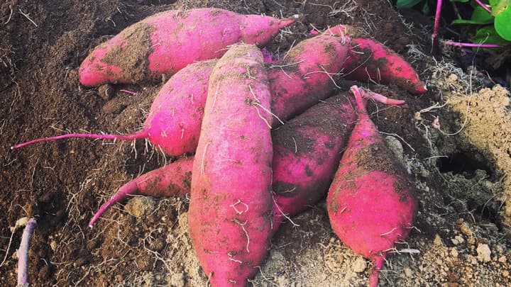 10月13日限定　行方市産さつまいも「紅はるか」特別価格で販売