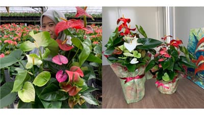 アンスリウム「熟成 紅うちわ」オンライン限定で提供　湖東フラワー