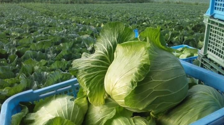 生産者と共同開発「嬬恋キャベツ419餃子」新発売　上州・村の駅