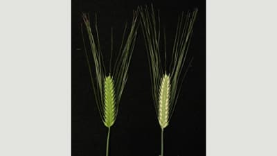 穂の白いオオムギ突然変異体で光合成能力を測定　新品種の開発に期待　岡山大学