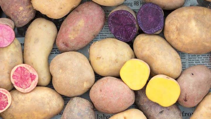 北海道産のカラフルなじゃがいも　全48種を販売開始　北海道旬直