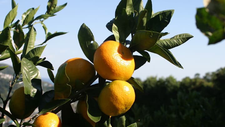 静岡県伊東市で「温州みかん狩り」3地区12農園で開催