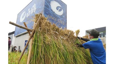 銀座屋上の農園「白鶴銀座天空農園」で酒米「白鶴錦」の稲刈り終了