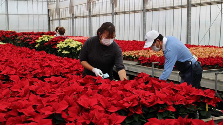 クリスマスシーズンへ　埼玉県入間市の「篠園芸」ポインセチアの出荷ピーク