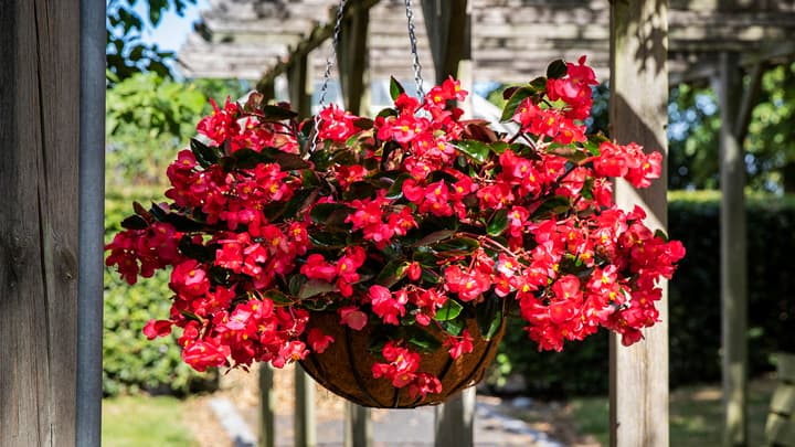 ベゴニア『Viking　Explorer Roseon Green』がAASで金賞獲得　サカタのタネ