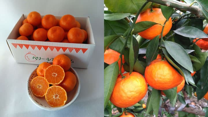 希少品種みかん「山下紅」など取り扱い開始　産直通販サイト「鮮菜」