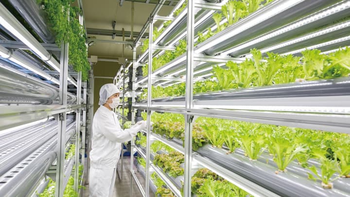 植物工場生産農家が高機能野菜の新種栽培を開始　デリファーム