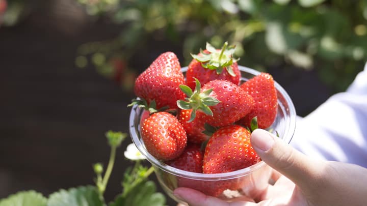 糖度が高く香りが強い「秀じいのいちご」販売開始　成田ファームランド