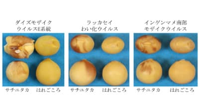 ウイルス病に強い温暖地向け大豆品種「はれごころ」を育成　農研機構
