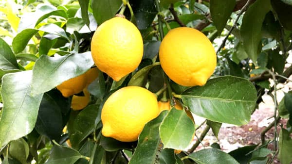 広島県産「瀬戸内 広島レモン」がグランプリ　日本観光特産大賞2021