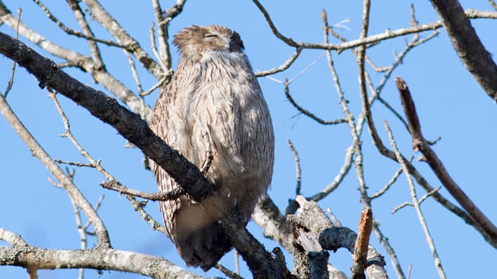 「シマフクロウ」の生息地保全を強化　北海道・根室地域に新しい野鳥保護区が誕生