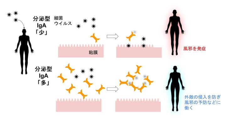 酢酸菌のヒト臨床試験で「風邪に見られる諸症状の減少」など確認　キユーピー
