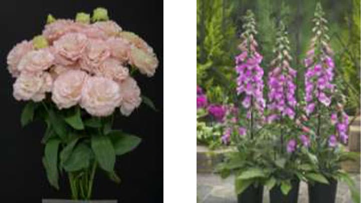 今年最高の花「日本フラワー・オブ・ザ・イヤー2021」が決定　JFS