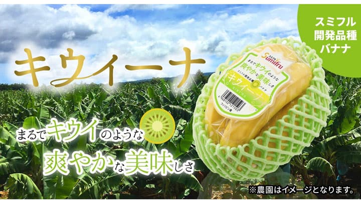 独自の希少品種バナナ「キウイーナ」販売数量が前年比200％達成　スミフル
