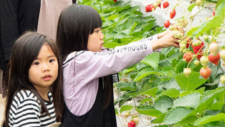福岡県産「あまおう」のいちご狩り体験　1月8日から　朝倉マルシェ 果樹蔵