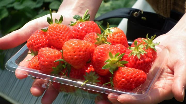 西大寺観音院公認　希少ないちご「皆足姫」販売開始　岡山フルーツ農園