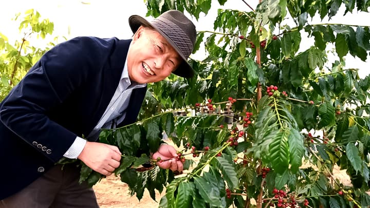 国産コーヒーを初収穫　本州で栽培が可能に　やまこうファーム