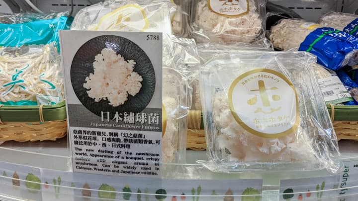 自動車用電球メーカーが幻のきのこ「ホホホタケ」アジアへ輸出　大井川電機