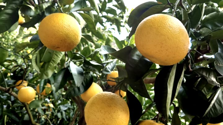 化学肥料や除草剤不使用の八朔「まーくん家のはっさく」2月1日から発送