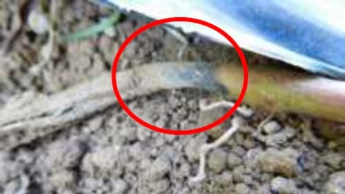 サツマイモ基腐病　県内で確認