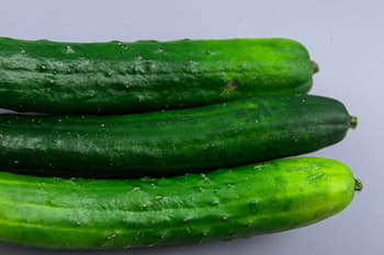 キュウリで高収益　養液栽培の基本と技術で研修　千葉大学植物工場研究会