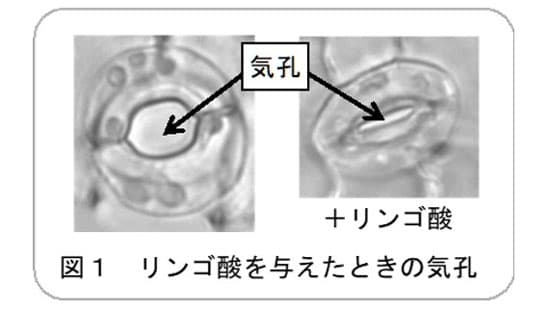 「リンゴ酸」でストレス解消　植物の環境ストレス適応機構を解明　岡山大学