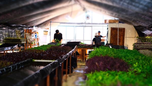 大阪泉州から「都市型の有機農業DX」コンソーシアム設立　テラスマイル